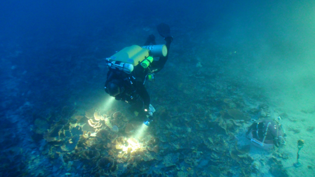 A scientist explores a mesophytic reef.